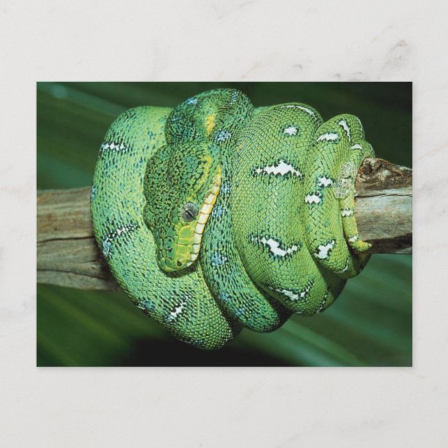 Postal Serpiente verde (Anverso)