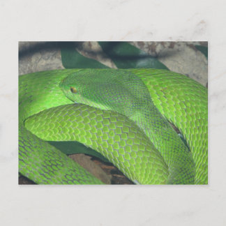 Postal serpiente verde