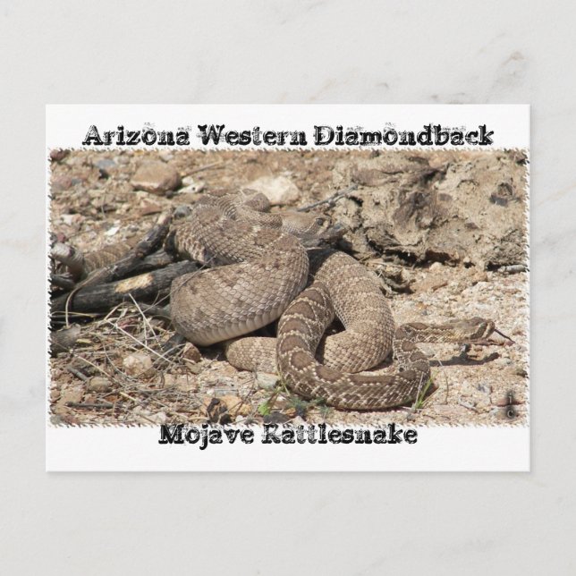 Postal Serpientes de Arizona (Anverso)