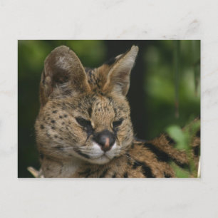 Postal serval
