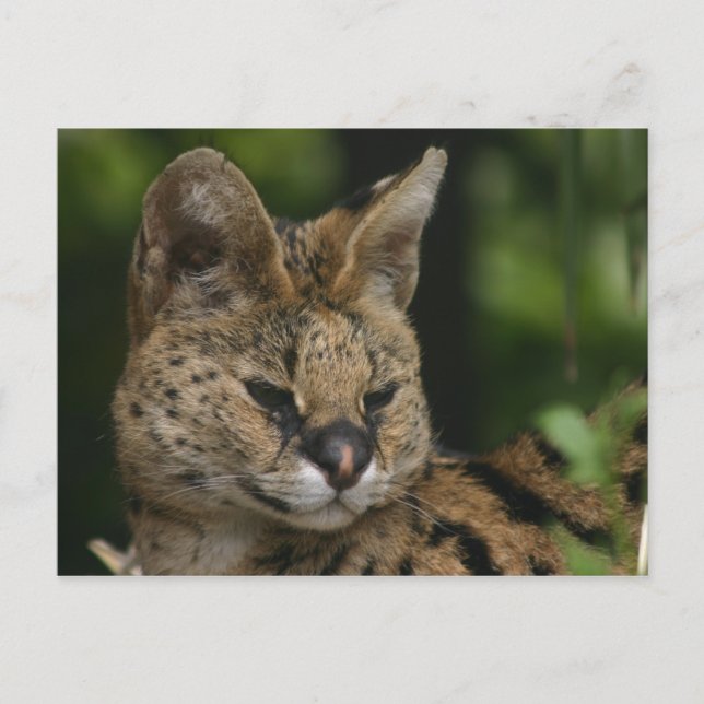 Postal serval (Anverso)