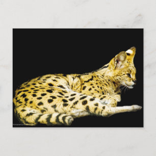 Postal serval