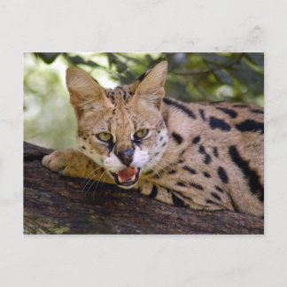 Postal serval 013