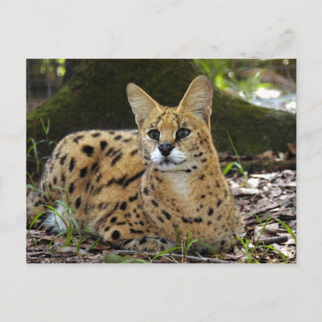 Postal serval 015 (Anverso)