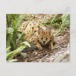 Postal serval 019