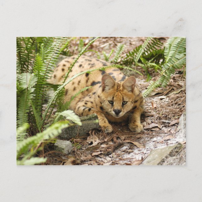 Postal serval 019 (Anverso)
