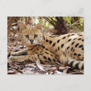 Postal serval 025