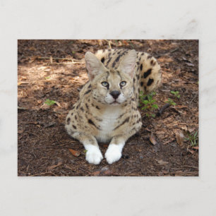 Postal serval 028