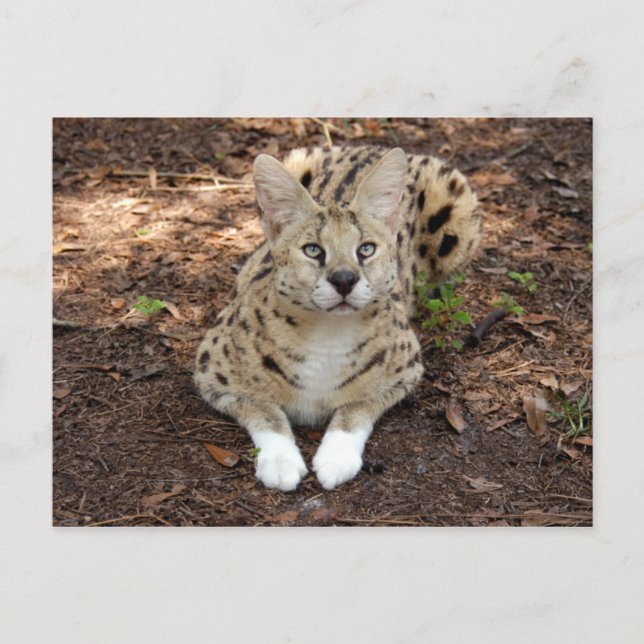 Postal serval 028 (Anverso)