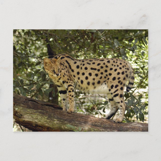 Postal serval 039 (Anverso)