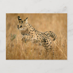 Postal Serval (Leptailurus Serval) Saltando