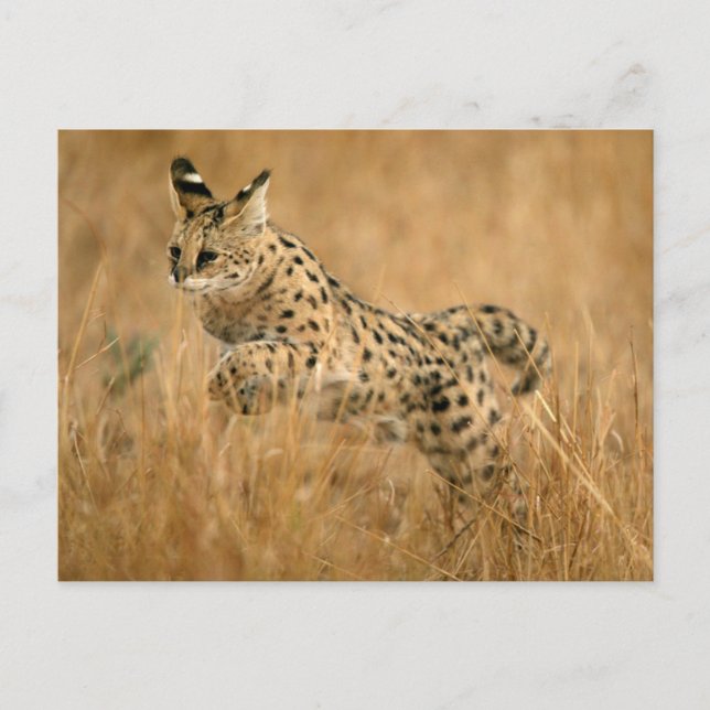 Postal Serval (Leptailurus Serval) Saltando (Anverso)