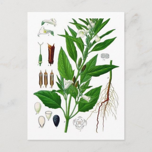 Postal Sésamo (Anverso)