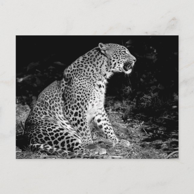 Postal Sesión de leopardo (Anverso)