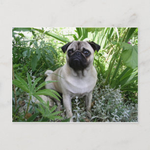 Postal sesión de pug