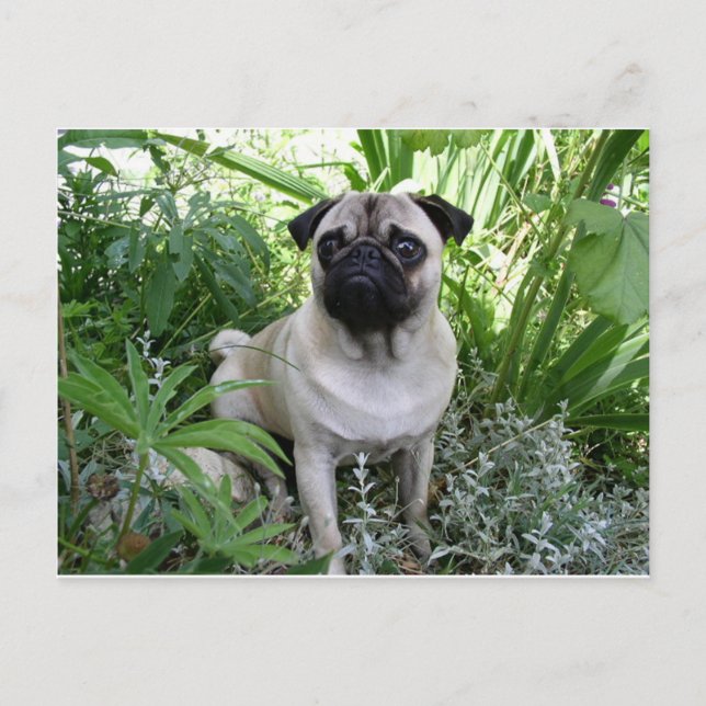 Postal sesión de pug (Anverso)