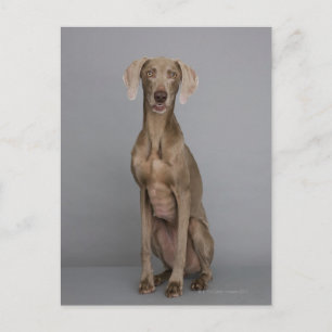 Postal Sesión de Weimaraner, toma de estudio