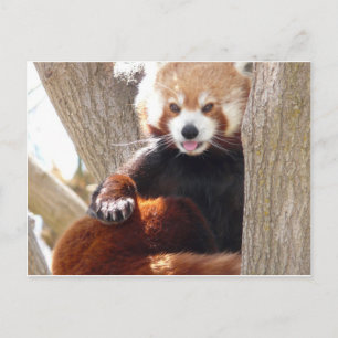 Postal sesión roja de panda