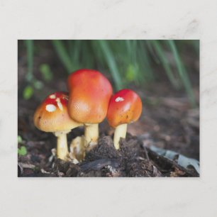 Postal seta de la familia Amanita
