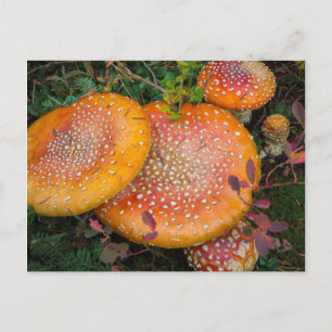 Postal setas amanita muscaria en el lago Mowich