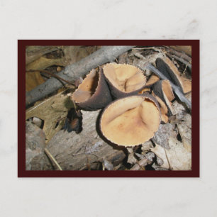 Postal Setas de la Copa #1 Postcard