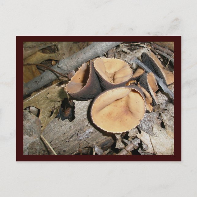 Postal Setas de la Copa #1 Postcard (Anverso)