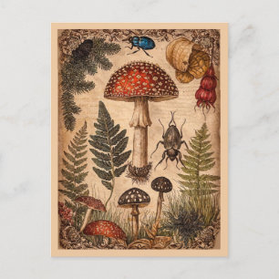 Postal Setas Helechos Escarabajos del Bosque Antiguo