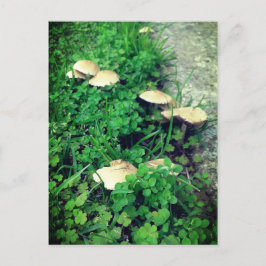 Postal Setas y Clovers