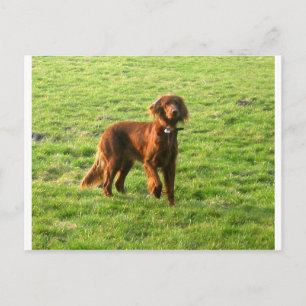 Postal setter irish completo 2.png