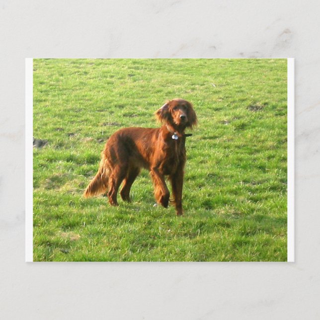 Postal setter irish completo 2.png (Anverso)