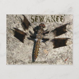 Postal Sewanee Dragonfly - OlioStudios.com