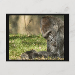 Postal Sexy Silverback Gorilla Postcard