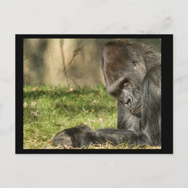 Postal Sexy Silverback Gorilla Postcard (Anverso)