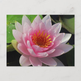 Postal SG Lincoln, Nebraska lirio de agua rosa #1 01