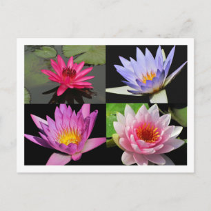 Postal SG Waterlily Collage Postcard #2n 2200