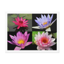 SG Waterlily Collage Postcard #2n 2200