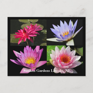 Postal SG Waterlily Collage Postcard #6Nw 600