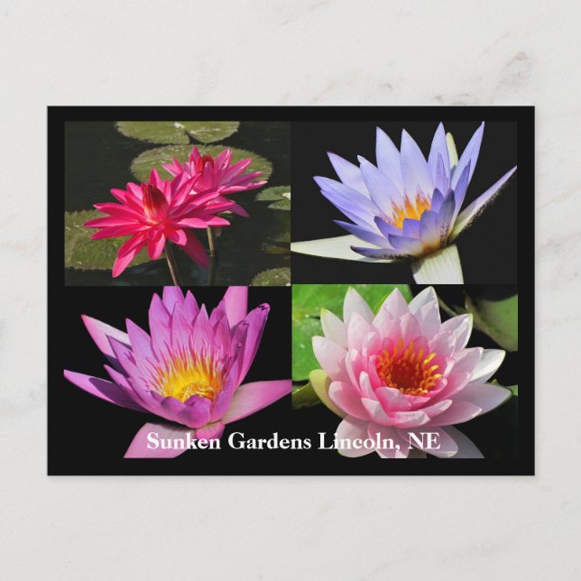 Postal SG Waterlily Collage Postcard #6Nw 600 (Anverso)