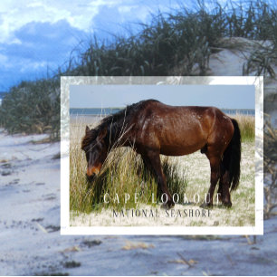 Postal Shackleford Banks Caballo Salvaje, Cape Lookout, N