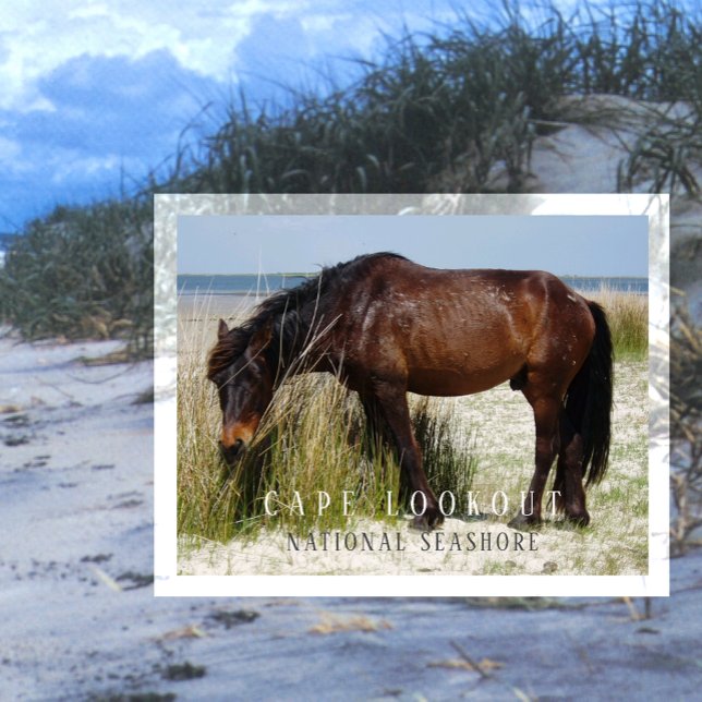 Postal Shackleford Banks Caballo Salvaje, Cape Lookout, N (Subido por el creador)