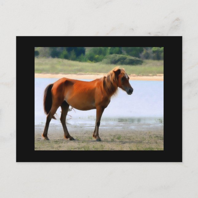 Postal Shackleford Banks Horse Postcard (Anverso)
