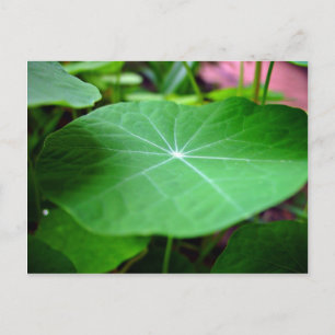 Postal Shaddy Nasturtium leaf