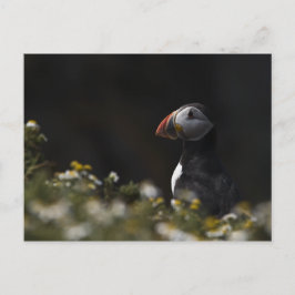 Postal Shady Puffin