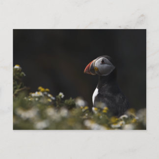 Postal Shady Puffin