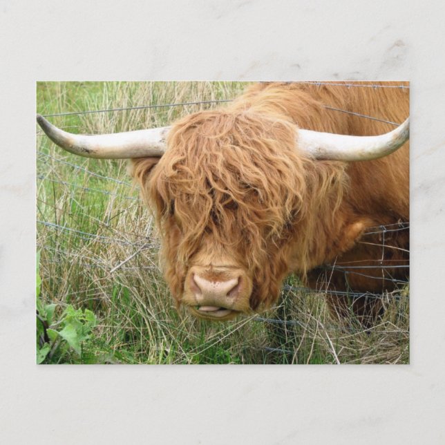 Postal Shaggy Highland Cow (Anverso)