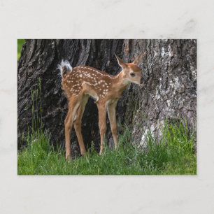 Postal Shaky Legs Fawn
