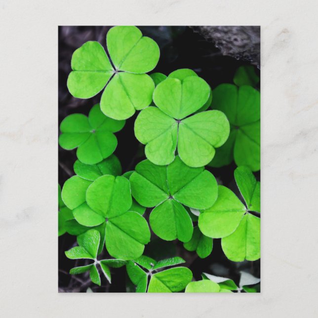 Postal Shamrock (Anverso)