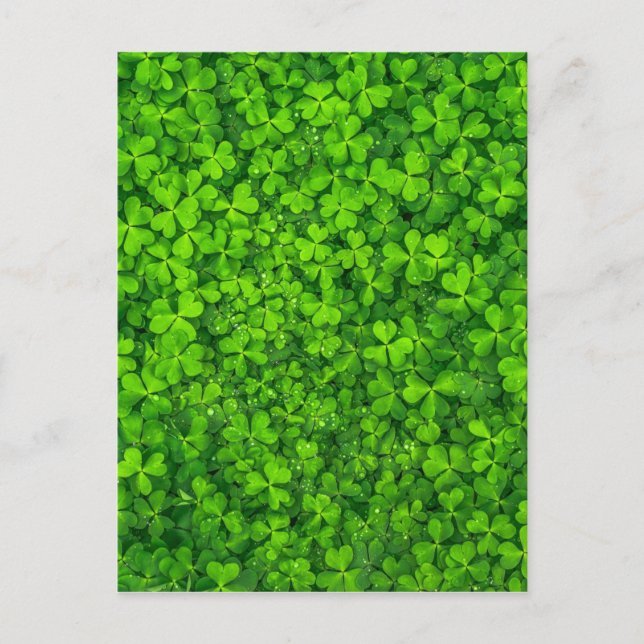 Postal Shamrock Clovers Green Irish Symbol Irlanda (Anverso)