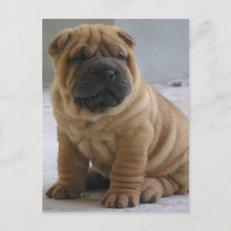 Postal Shar Pei chino