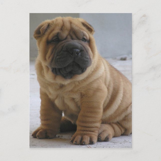 Postal Shar Pei chino (Anverso)